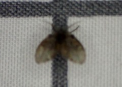 Clogmia albipunctata