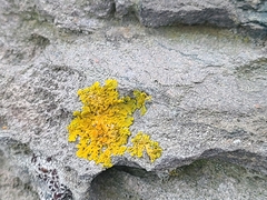 Xanthoria parietina
