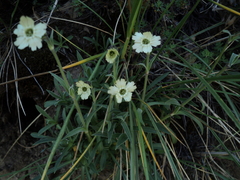 Silene chilensis
