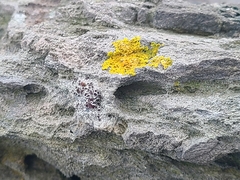Xanthoria parietina
