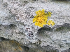 Xanthoria parietina