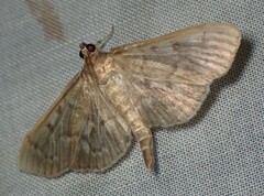Herpetogramma