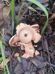 Geastrum