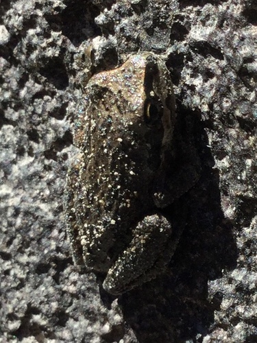 iNaturalist observation photo of Pacific chorus frog