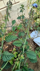 Crotalaria verrucosa