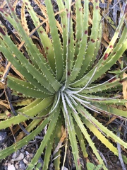 Hechtia texensis