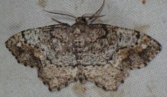 Hypagyrtis