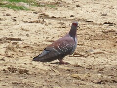 Columba guinea phaeonota