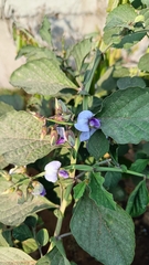Crotalaria verrucosa