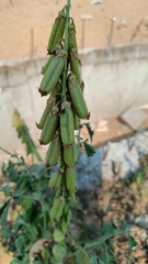Crotalaria verrucosa