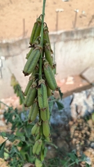 Crotalaria verrucosa