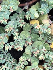 Euphorbia amplexicaulis