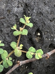 Euphorbia amplexicaulis