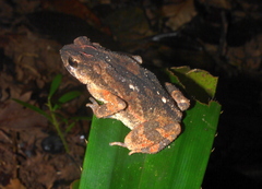 Ingerophrynus parvus