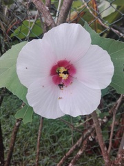 Hibiscus mutabilis