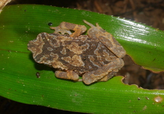 Ingerophrynus parvus