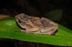 Ingerophrynus parvus