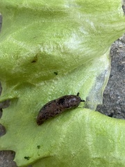 Deroceras reticulatum