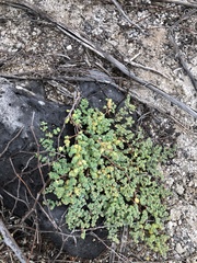 Euphorbia amplexicaulis