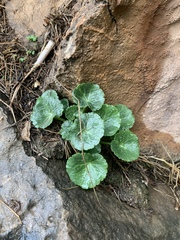 Umbilicus intermedius