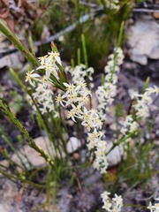 Struthiola dodecandra