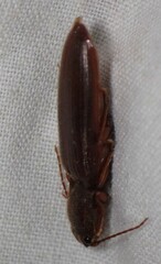 Hemicrepidius melanophthalmus