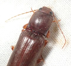 Hemicrepidius melanophthalmus