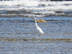 Egretta gularis