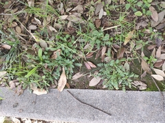 Erodium acaule