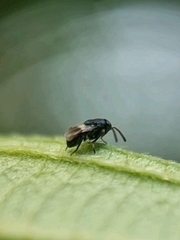 Chalcididae