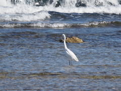 Egretta gularis