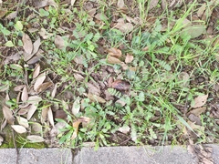 Erodium acaule