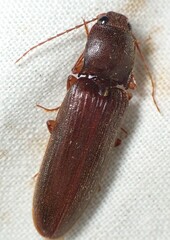 Hemicrepidius melanophthalmus