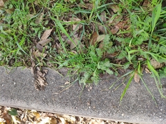Erodium acaule