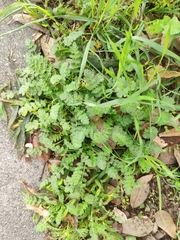 Erodium acaule