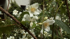 Philadelphus