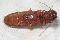 Hemicrepidius melanophthalmus