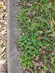 Erodium acaule
