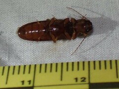 Hemicrepidius melanophthalmus