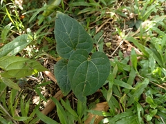 Aristolochia pothieri
