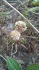 Eriocaulaceae