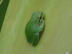 Hyla meridionalis