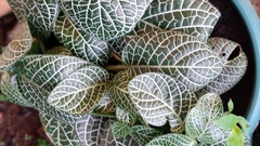 Fittonia