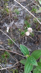 Eriocaulaceae