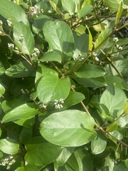 Paederia foetida