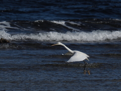 Egretta gularis