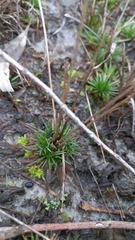 Eriocaulaceae