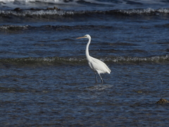 Egretta gularis