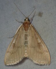 Pyraustini