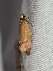 Delexocha ochrocausta